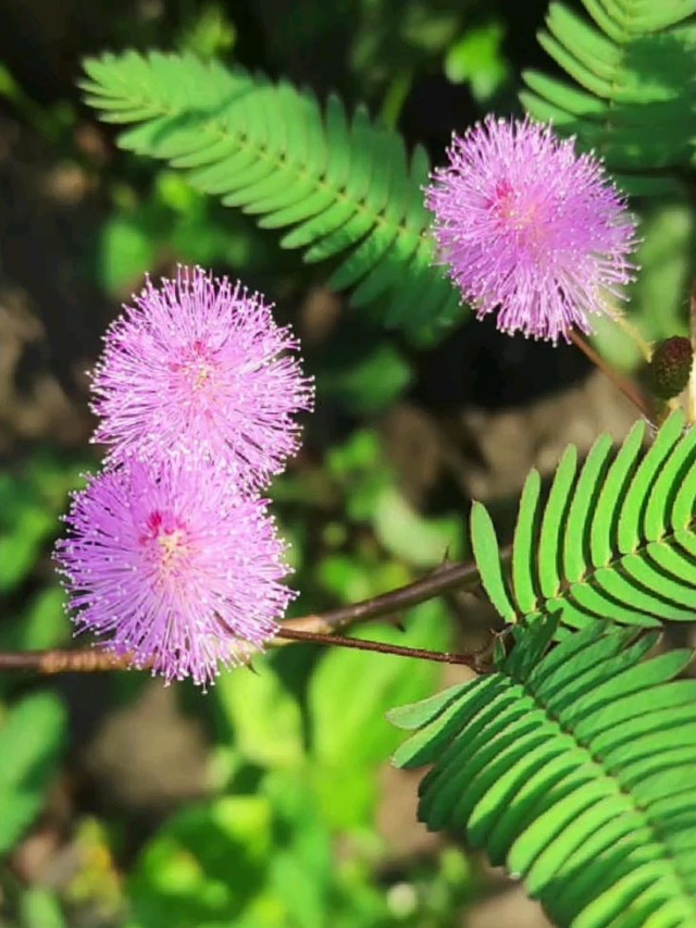 cropped-image-1528.png